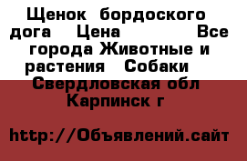 Щенок  бордоского  дога. › Цена ­ 60 000 - Все города Животные и растения » Собаки   . Свердловская обл.,Карпинск г.